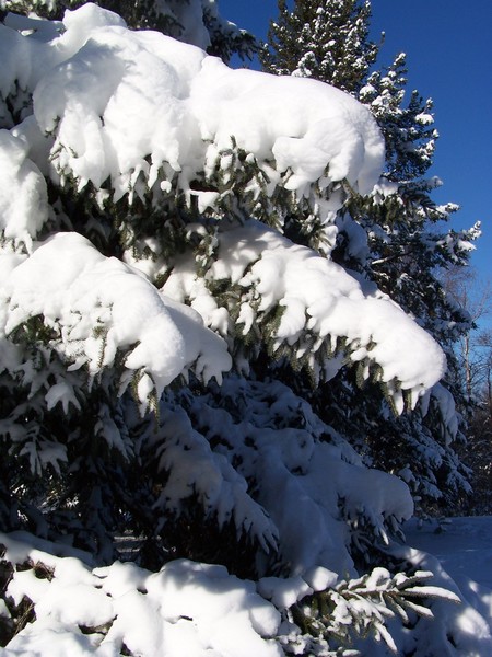 Winter Wonderland