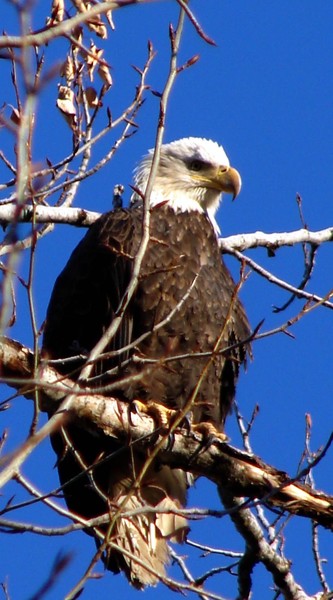 Young Bald Eagle #2