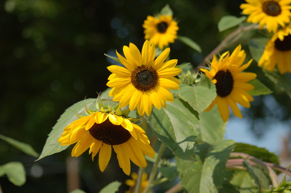 Sunflowers