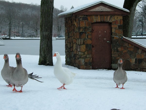 Snow Geese