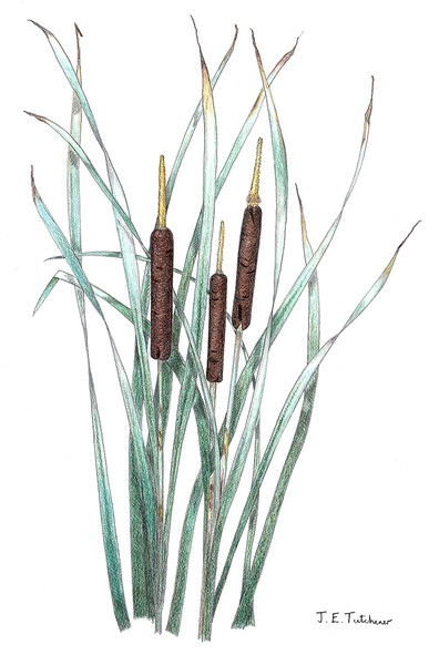 Bulrushes
