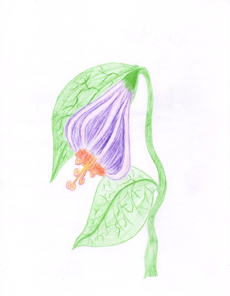 Weeping Damsil - Fairy Art