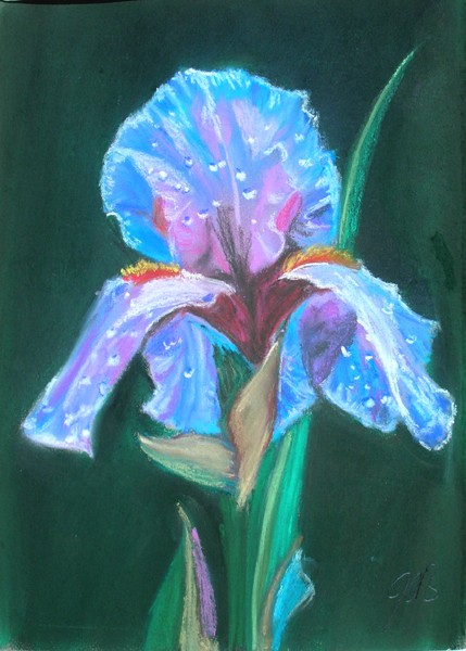 Iris