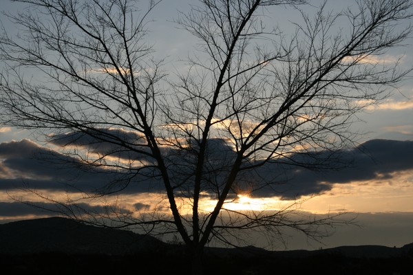 Naked Elm Silhouette