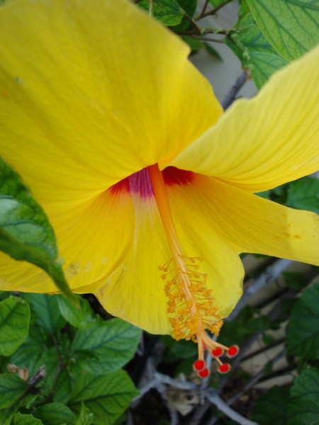 Pretty Hibiscis