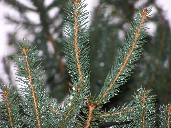 O Christmas Tree
