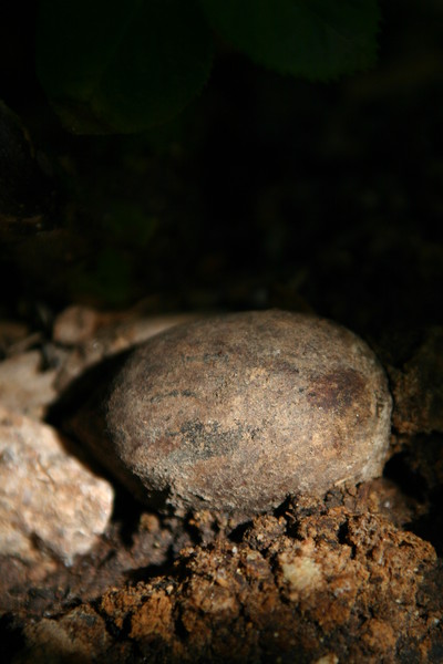 I am a rock