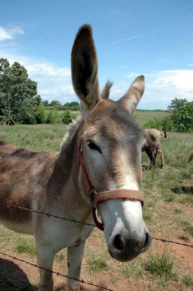 Jesus donkey