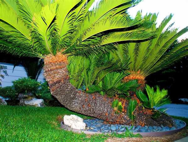 Winged Plant