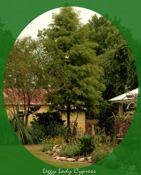 Leggy Lady Cypress