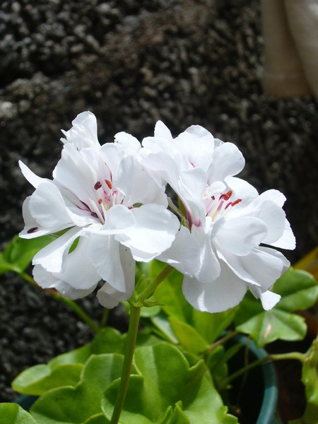 White beauty