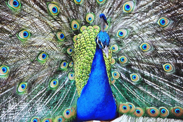 Peacock