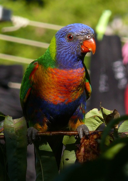 Rainbow Lorikeet