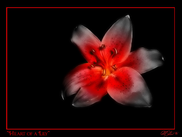Heart of a Lily