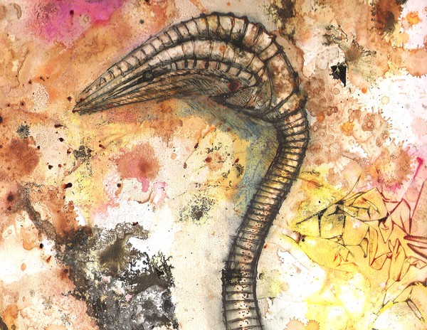 Crinoid
