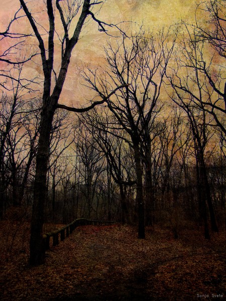 The Forest Path