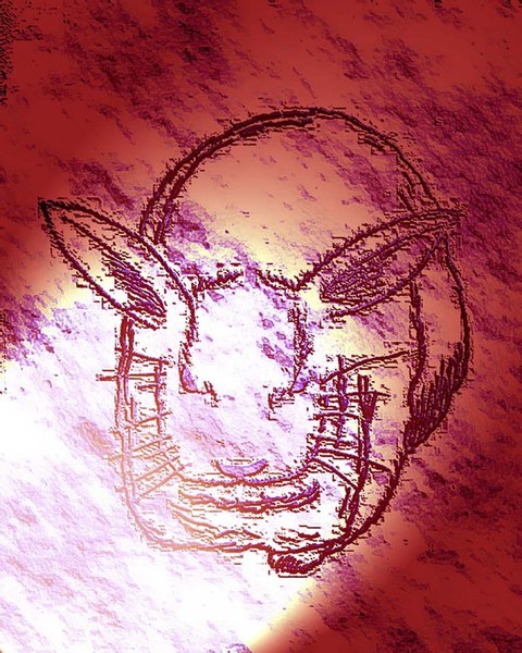 bunny