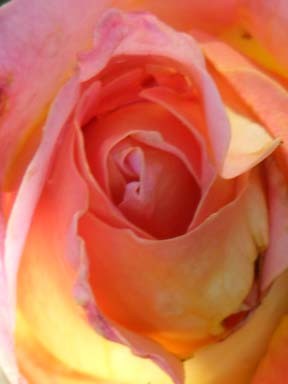 Beauty of a Rose