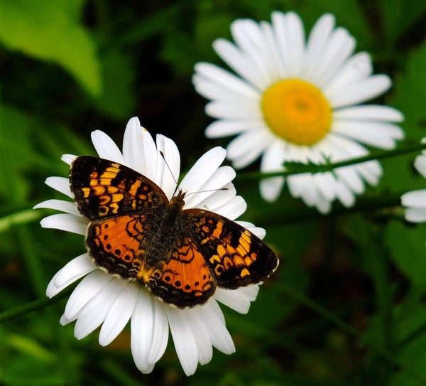 Crescent butterfly