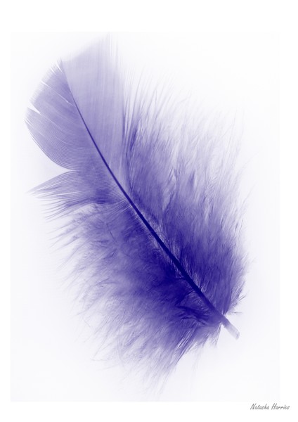 Lilac Feather