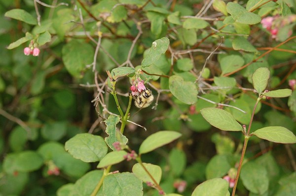 busy bee