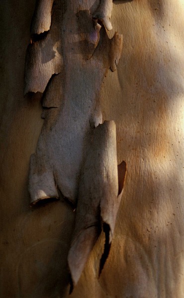 Wood Texture