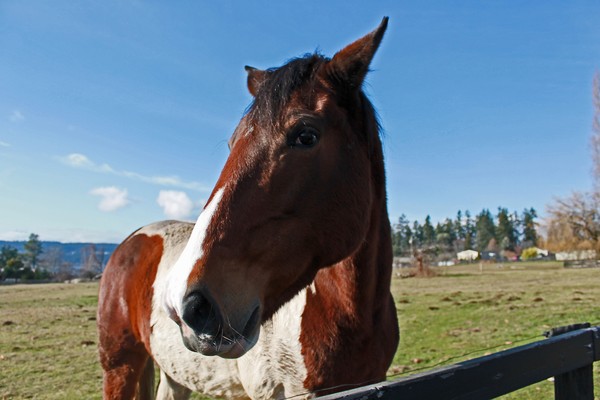 Curious Horse