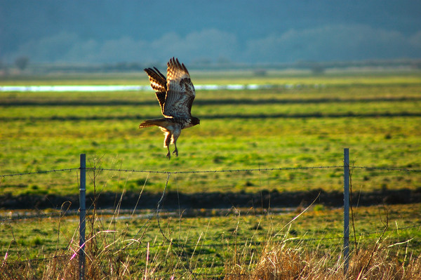 Red Tail Hawk