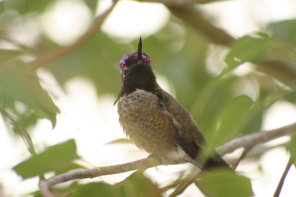 hummingbird2