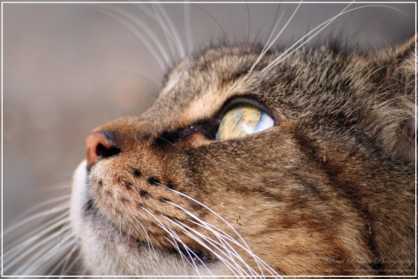 Sguardo di amore