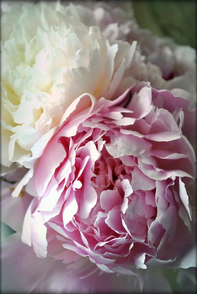 My Peony Roses