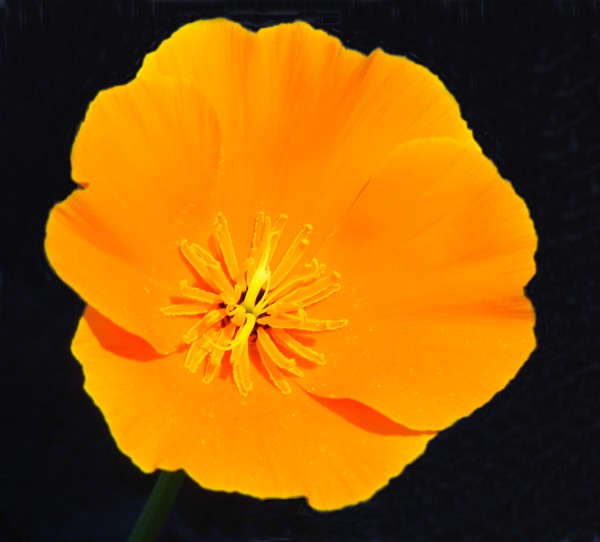 Californian Poppy