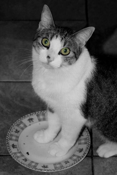 Give me food... NOW!!!