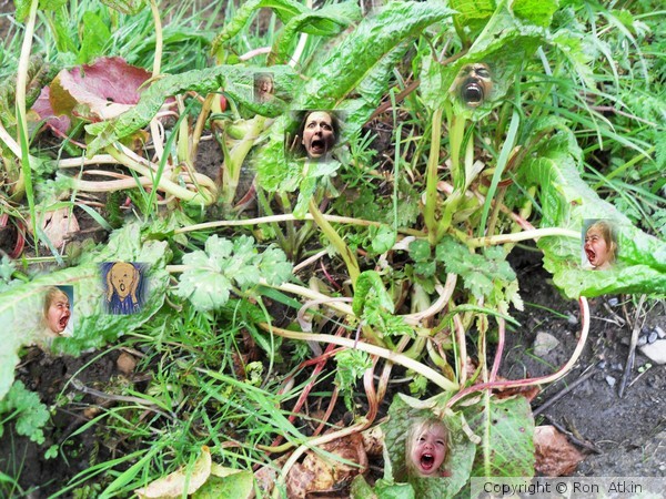 GET OUT OF THE DOCK-GO ORGANIC