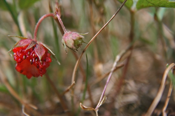 Wild Strawberry