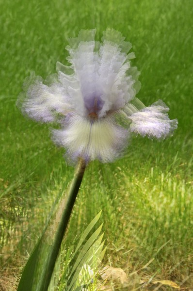 Iris Halucination