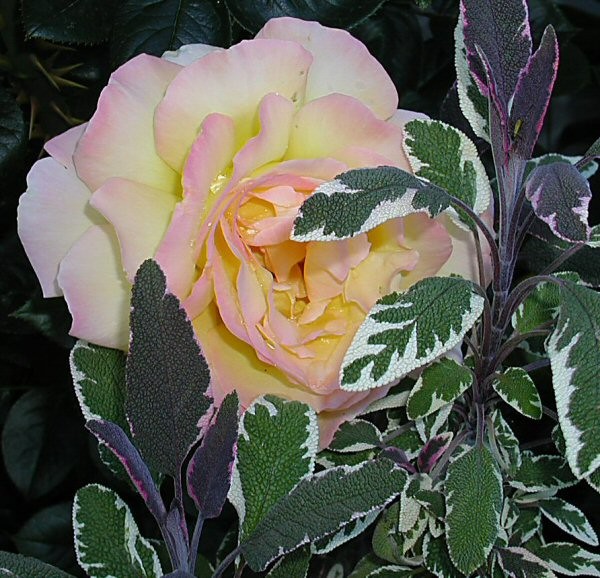 Rose & Sage 2