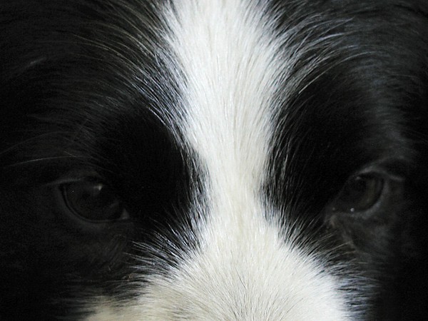 Eyes Only for Ewe