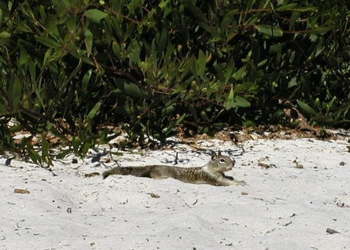 Sunbathing Squirrel