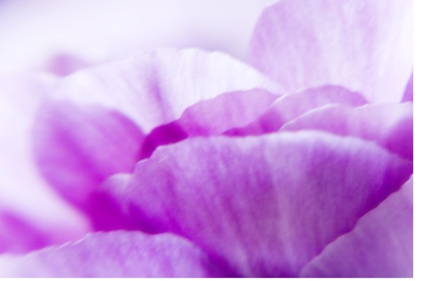 Pink Petals