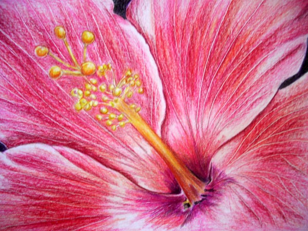Red Hibiscus