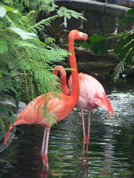 Flamingo's