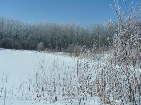Pond in the Winter