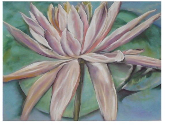 pink lilly