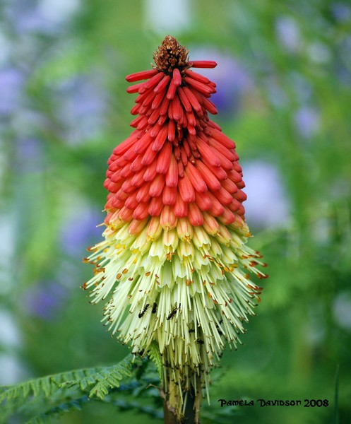 Red Hot Poker