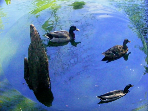 Ducks at Pawleys