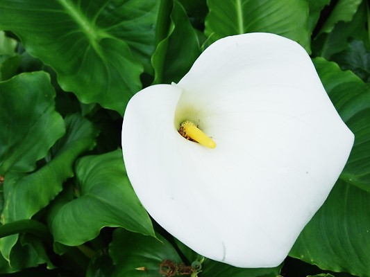 White as Snow