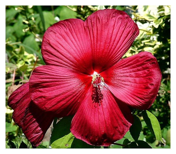 Red Hibiscus