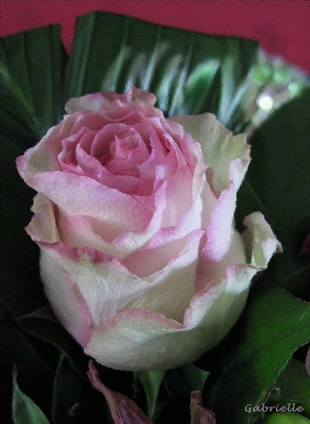 Lady Rose