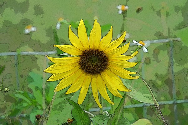 Abstract of Sunflower